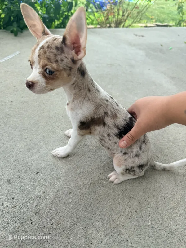 Female 1 – Chihuahua puppy for sale in Laura, OH