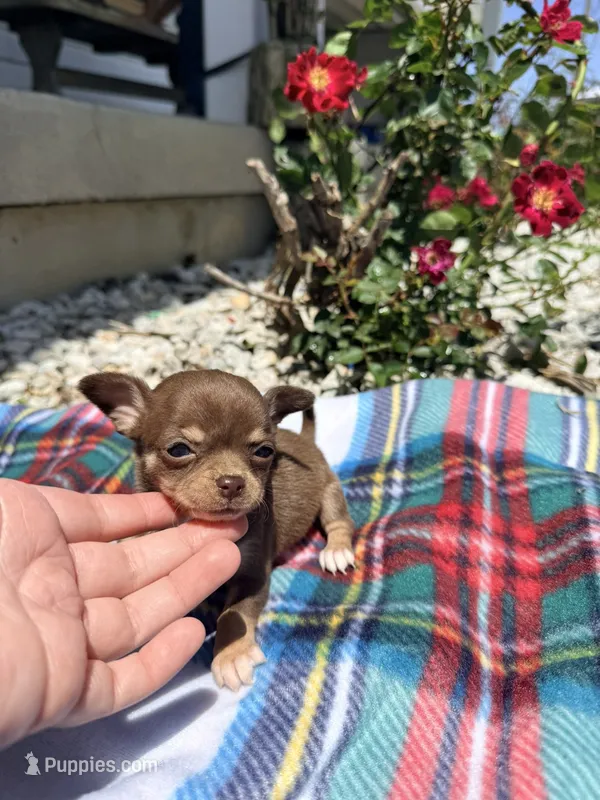 Litter 3 female 1 – Chihuahua puppy for sale in Laura, OH