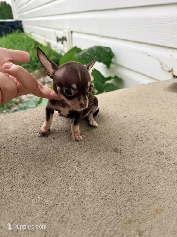 Male 1 – Chihuahua puppy for sale in Laura, OH
