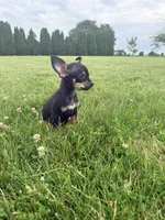Female 1, a female Chihuahua for sale in Laura, OH – 4 of 4