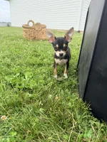 Female 2, a female Chihuahua for sale in Laura, OH – 4 of 4