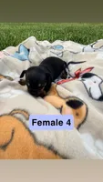 Female 4, a female Chihuahua for sale in Laura, OH – 2 of 3