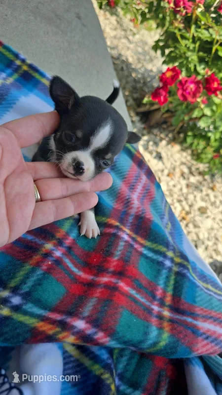 Litter 3 male 2 – Chihuahua puppy for sale in Laura, OH