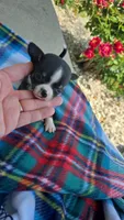 Litter 3 male 2, a male Chihuahua for sale in Laura, OH – 1 of 8
