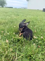 Female 1, a female Chihuahua for sale in Laura, OH – 3 of 4