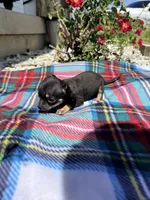 Female 2, a female Chihuahua for sale in Laura, OH – 2 of 5