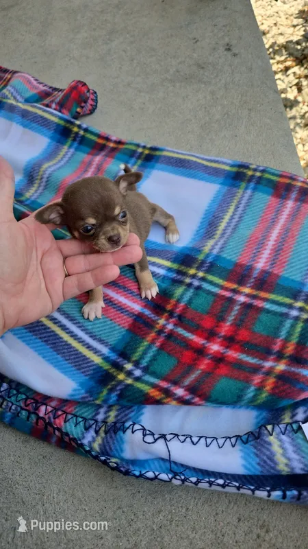 Litter 3 female 1 – Chihuahua puppy for sale in Laura, OH