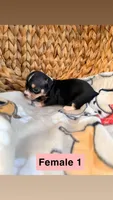 Female 1, a female Chihuahua for sale in Laura, OH – Photo 2 of 3