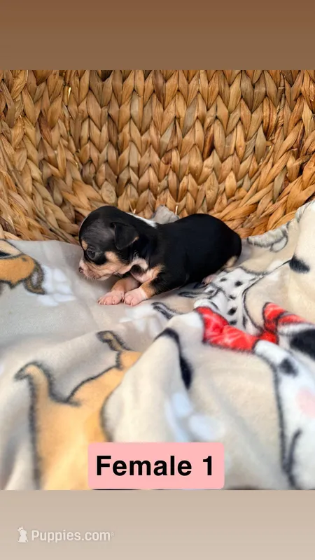 Female 1 – Chihuahua puppy for sale in Laura, OH