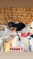 Female 1, a female Chihuahua for sale in Laura, OH – Photo 1 of 3