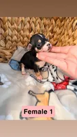 Female 1, a female Chihuahua for sale in Laura, OH – Photo 3 of 3
