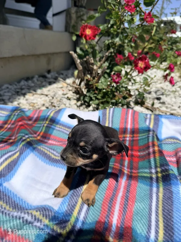 Female 4 – Chihuahua puppy for sale in Laura, OH