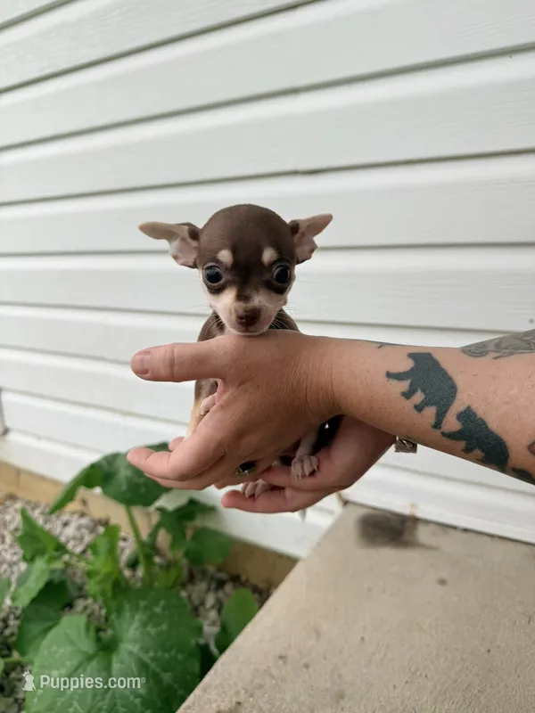 Male 3 – Chihuahua puppy for sale in Laura, OH