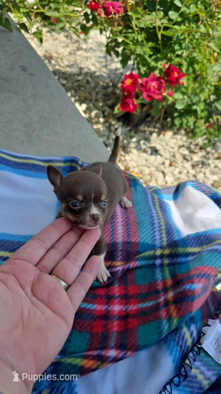 Litter 3 male 1 – Chihuahua puppy for sale in Laura, OH