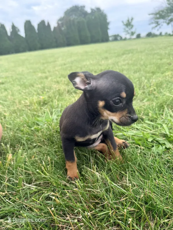 Female 1 – Chihuahua puppy for sale in Laura, OH
