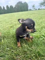 Female 1, a female Chihuahua for sale in Laura, OH – 1 of 4