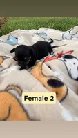 Female 2, a female Chihuahua for sale in Laura, OH – Photo 3 of 3