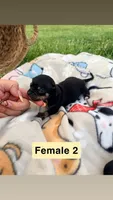 Female 2, a female Chihuahua for sale in Laura, OH – Photo 2 of 3