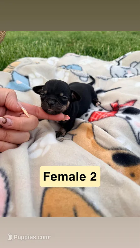 Female 2 – Chihuahua puppy for sale in Laura, OH