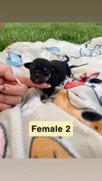 Female 2, a female Chihuahua for sale in Laura, OH – Photo 1 of 3