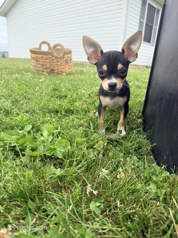 Female 2 – Chihuahua puppy for sale in Laura, OH