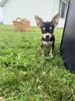 Female 2, a female Chihuahua for sale in Laura, OH – 2 of 4