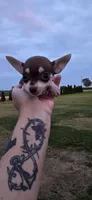 Male 3, a male Chihuahua for sale in Laura, OH – 2 of 2