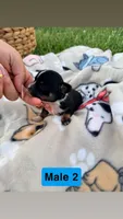 Male 2, a male Chihuahua for sale in Laura, OH – Photo 3 of 3