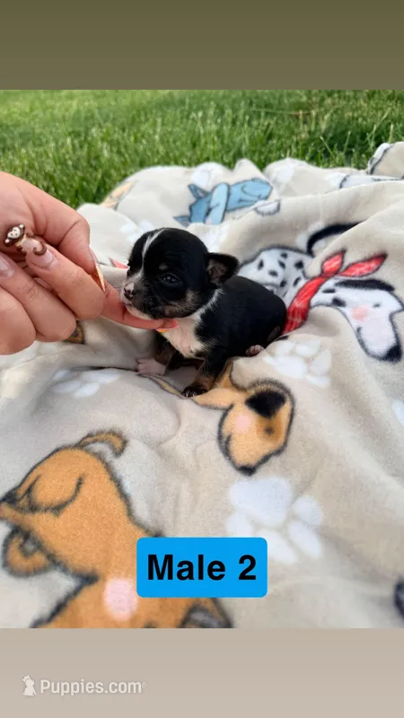 Male 2 – Chihuahua puppy for sale in Laura, OH