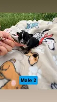 Male 2, a male Chihuahua for sale in Laura, OH – Photo 2 of 3