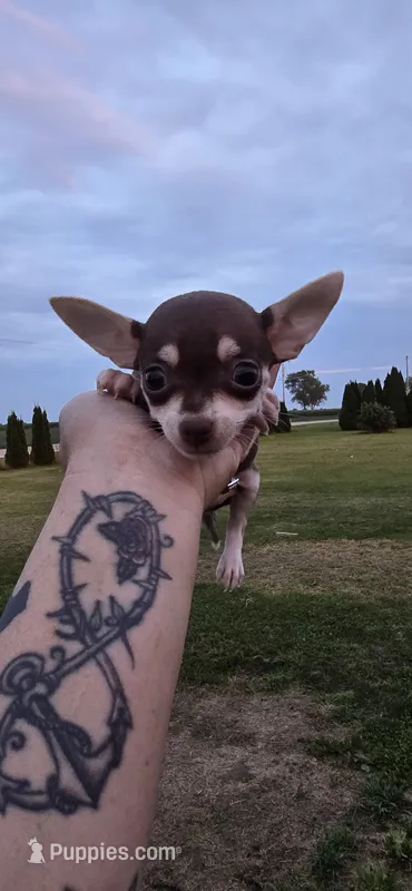 Male 3 – Chihuahua puppy for sale in Laura, OH