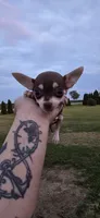 Male 3, a male Chihuahua for sale in Laura, OH – 1 of 2