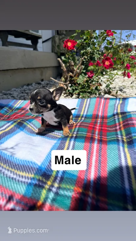 Male 2 – Chihuahua puppy for sale in Laura, OH