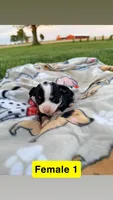 Litter 2 Female 2, a female Chihuahua for sale in Laura, OH – Photo 1 of 3