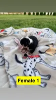 Litter 2 Female 2, a female Chihuahua for sale in Laura, OH – Photo 2 of 3