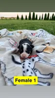 Litter 2 Female 2, a female Chihuahua for sale in Laura, OH – Photo 3 of 3