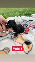 Male 1, a male Chihuahua for sale in Laura, OH – Photo 2 of 3