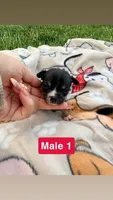 Male 1, a male Chihuahua for sale in Laura, OH – Photo 3 of 3