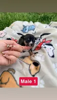 Male 1, a male Chihuahua for sale in Laura, OH – Photo 1 of 3