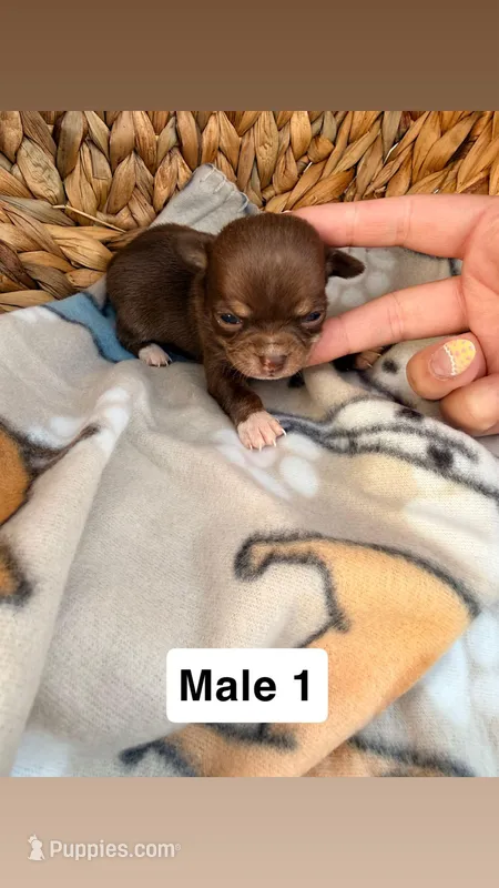 Litter 3 male 1 – Chihuahua puppy for sale in Laura, OH