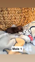 Litter 3 male 1, a male Chihuahua for sale in Laura, OH – Photo 2 of 3