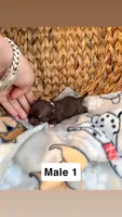 Litter 3 male 1, a male Chihuahua for sale in Laura, OH – Photo 3 of 3