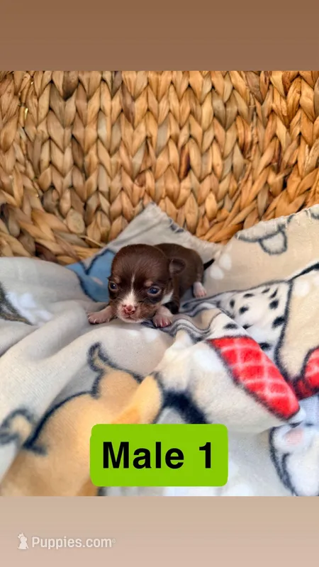 Litter 3 male 1 – Chihuahua puppy for sale in Laura, OH
