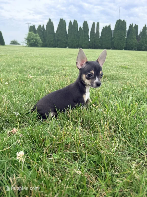 Male 2 – Chihuahua puppy for sale in Laura, OH