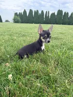 Male 2, a male Chihuahua for sale in Laura, OH – 1 of 2