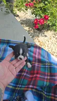 Litter 3 male 2, a male Chihuahua for sale in Laura, OH – 4 of 8
