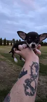 Male 2, a male Chihuahua for sale in Laura, OH – 2 of 2