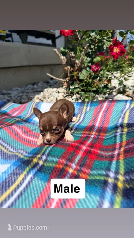 Litter 3 male 1 – Chihuahua puppy for sale in Laura, OH