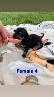 Female 4, a female Chihuahua for sale in Laura, OH – 3 of 3
