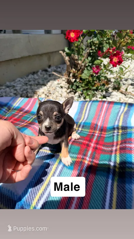 Male 1 – Chihuahua puppy for sale in Laura, OH